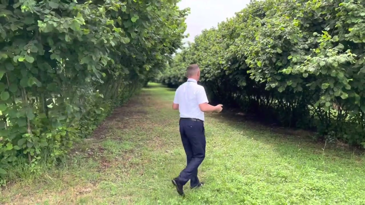 Balakənin Talalar kəndində 2 hektar fındıq bağı satılır.(055)8771297(050)7261207(050)7330686