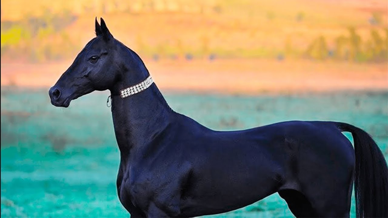 في سباق ركوب الخيل زادت سرعة حصان إلى ثلاثة أمثال سرعته الابتدائية، وبالتالي تكون طاقته الحركية زادت بمقدار