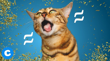 5 Catnips for Your Cool Cat