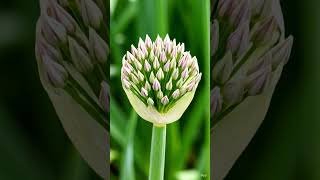 From Bud to Bloom: Nature’s Perfect Timing#nature teaches# timeline blooming