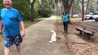 Saylor | Goldendoodle | Park by The Doghouse LLC 147 views 1 month ago 10 minutes, 6 seconds