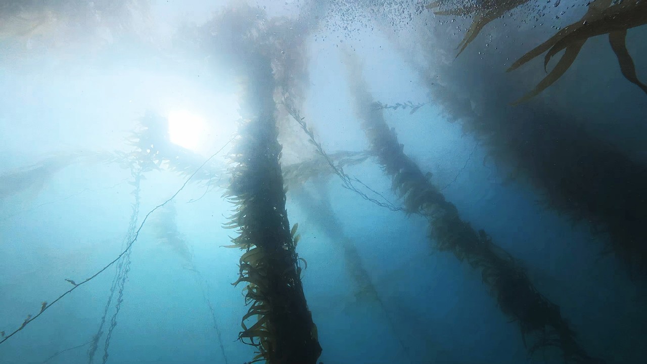 Diving North Crescent   Feb 15, 2026