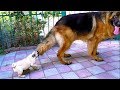 Super Смешной Щенок Мопса и Немецкая овчарка. Amazingly funny pug puppy and German shepherd.