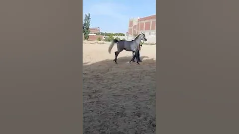 الخيل العبيان وجمالة وبصمة النبى صل الله عليه وسلم 
