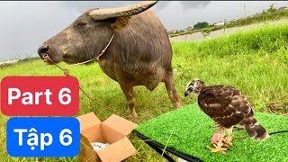Crested goshawk baby training part 6 - look at cattle