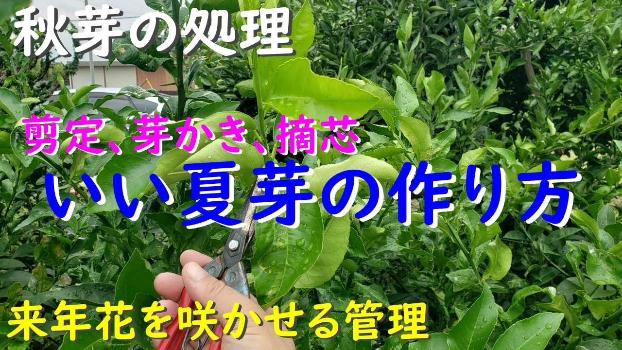 レモンの木の秋芽が出るころ夏芽はどこで切る？（剪定と摘芯） - YouTube