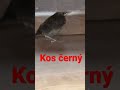 Kos černý v mém domě