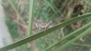 الجراد /Locusts/ les criquets