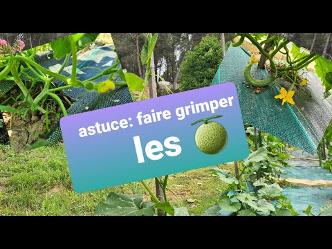 Vidéo: Acide Borique Pour Les Concombres : Pulvérisation Pour Le Top Dressing, Une Autre Utilisation Pour Les Plantes. Comment Diluer L'acide Pour Le Traitement Et Les Concombres Peuvent-