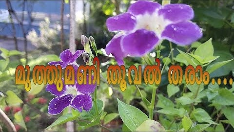 Muthumani thooval tharam