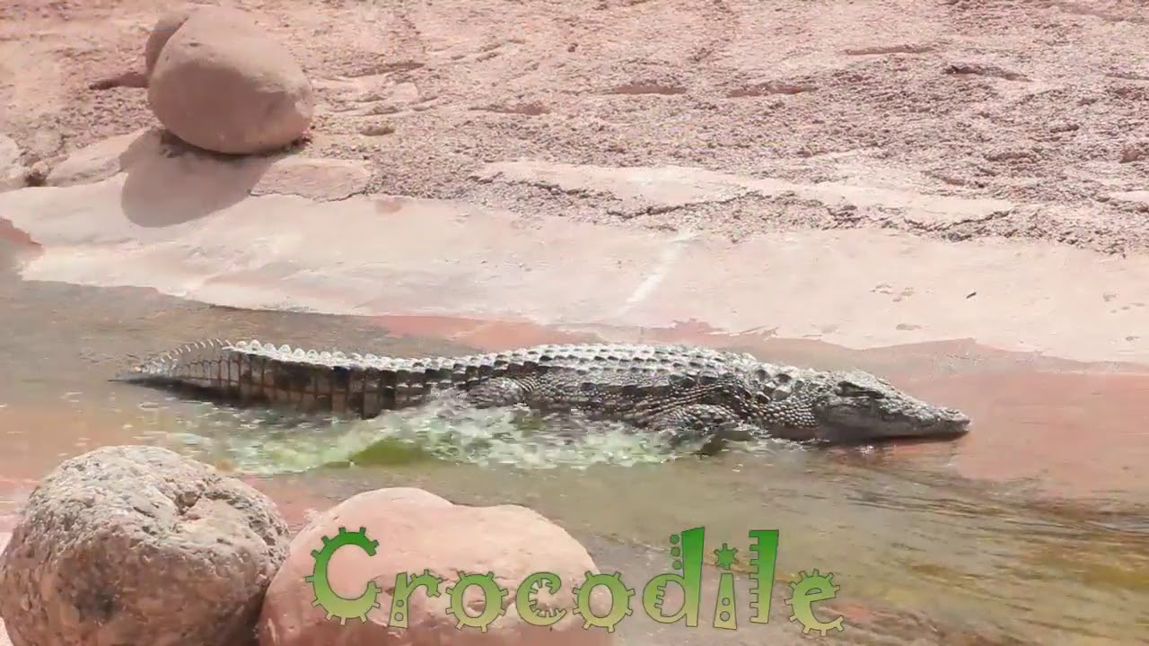 Pirate Ship Playset Learn Sea Animals Names Real Life Bad Shark Attack Boat Fun Ocean Surprise Toys