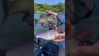 This $250 glide bait is too SMALL?! 🤯