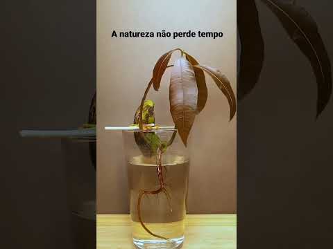 Como Semear uma