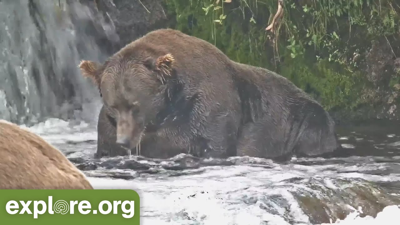 Bearball - Who bats CLEAN UP?  Otis Walker, 747, Grazer or 909? Best of Bear Cam!