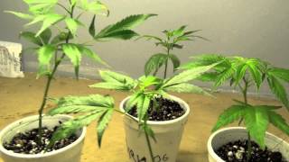 New Clones - Super Silver Haze, Alien OG, HeroJuana OG & Skywalker OG - TOP SHELF CLONES