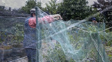 Bird Netting Your Blueberries