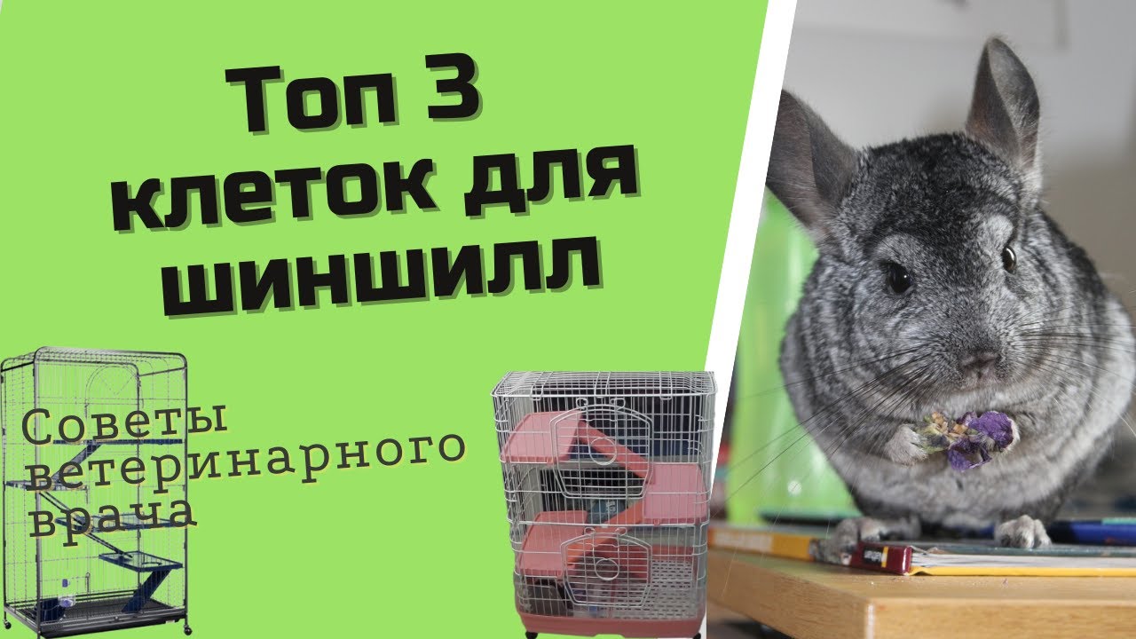 Клетки для шиншилл - YouTube