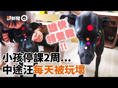 小孩停課！黑狗每天被玩壞 滿臉貼紙超無奈：誰快領養我｜寵物動物｜中途之家｜歐告｜精選影片