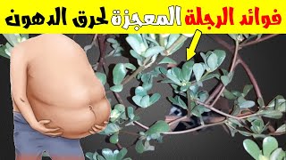 فوائد الرجلة المعجزة / تناول مشروب مغلي الرجلة لتنقية الكلى من السموم سيجعل جسمك ماكينة حرق دهون