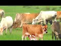 Village Cow Video | Village Cow eating Food | Odisha Cow Video