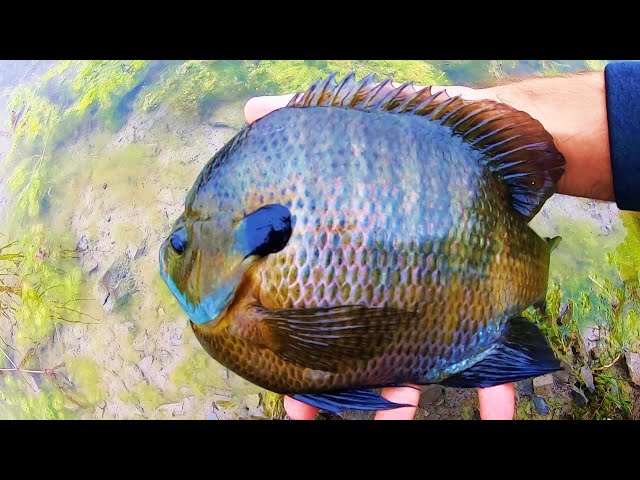 GIANT BLUEGILL FISHING with LURES! 