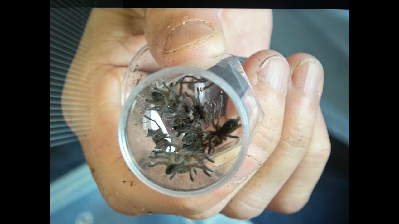 H pulchripes sling removal and housing +general chat