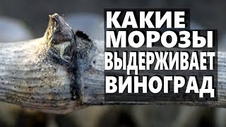 Виноград от А до Я  Какие морозы выдерживает виноград