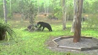 black bear backyard Naples FL.AVI