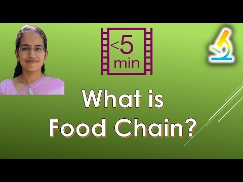 What is Food Chain Ecosystem