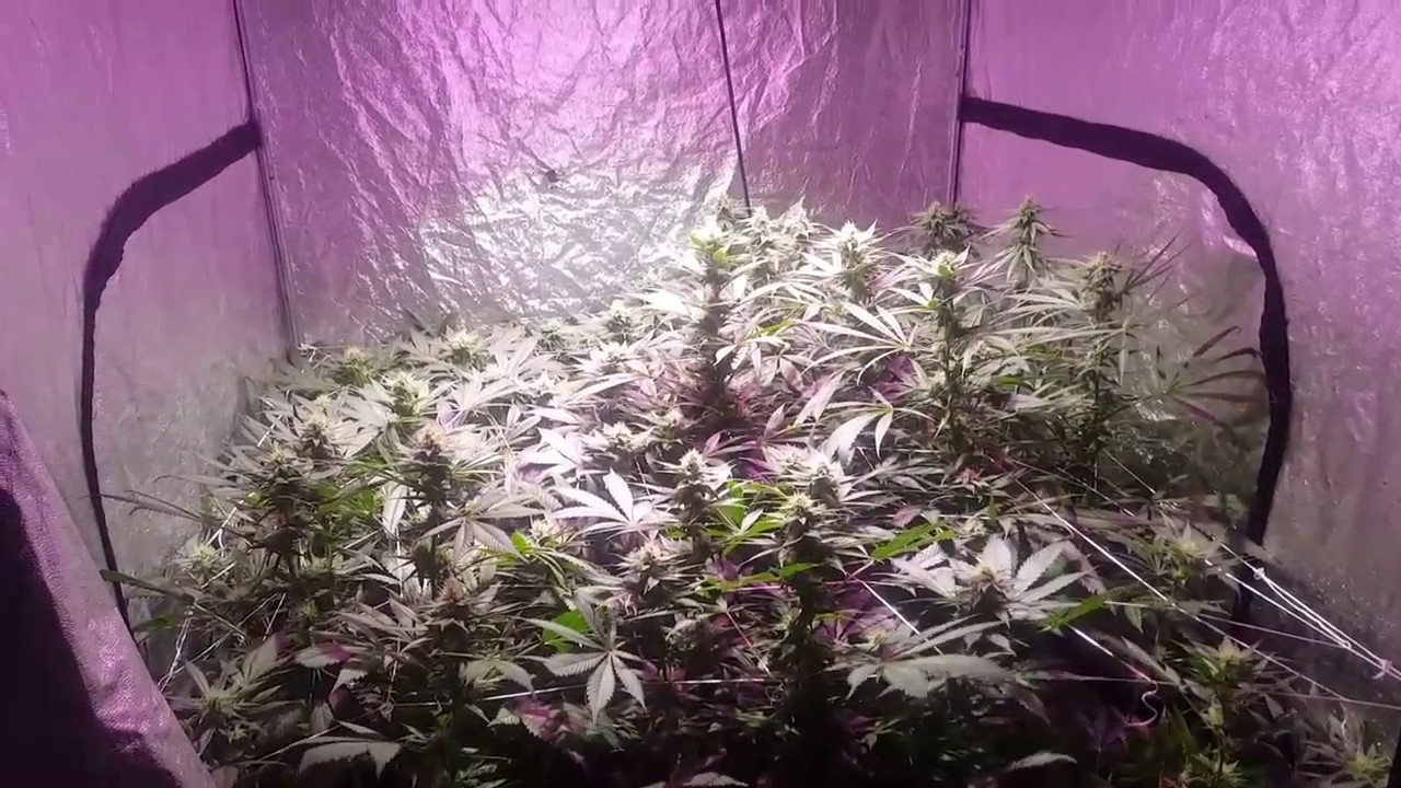 4x4 Friday EP. 10 - Day 30 of Flowering