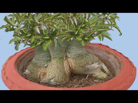 Adenium Caudex Experiment Shows Miraculous Result