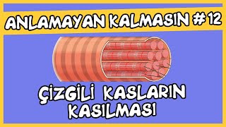 Anlamayan Kalmasın #12 Çizgili Kasların Kasılması