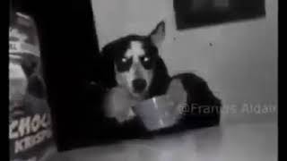 Nadie: Mi perro cuando yo no estoy