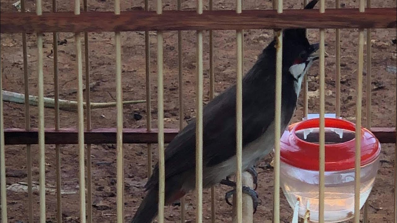 Chăm Nuôi Chào Mào Bổi , Chào Mào Thay Lông