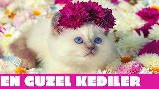 Evde ve Apartmanda Bakılabilecek 10 Zeki Kedi Cinsi #Kedi #Cat #Evdebakılabilecekkediler