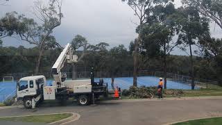 End of a tree - time lapse of a tree removal with cherry picker and chainsaw