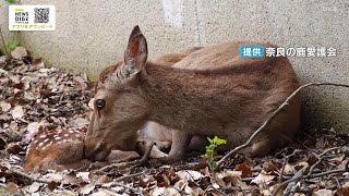 A baby deer is born, dozing off while being groomed. The park has recently started allowing birth...
