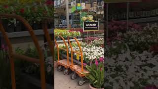 Flowers wow#shortsfeed#trending