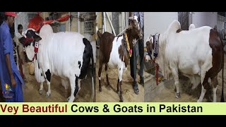 Munaf Bhai Ki Cows And Goats For Bakra Eid - Very Beautiful Bulls And Goats in Pakistan