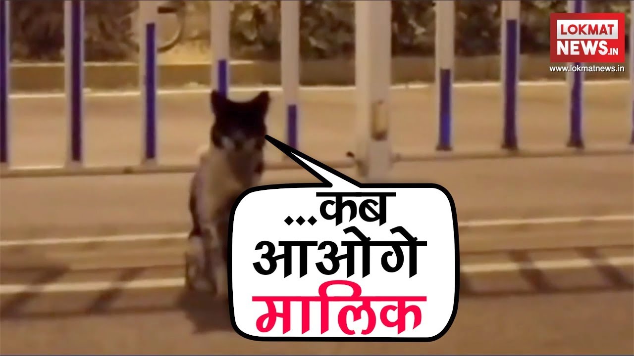 China dog waiting for its owner on a road 80 days - YouTube