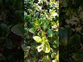 Rhamnus Alaternus Rhamnus Alaternus