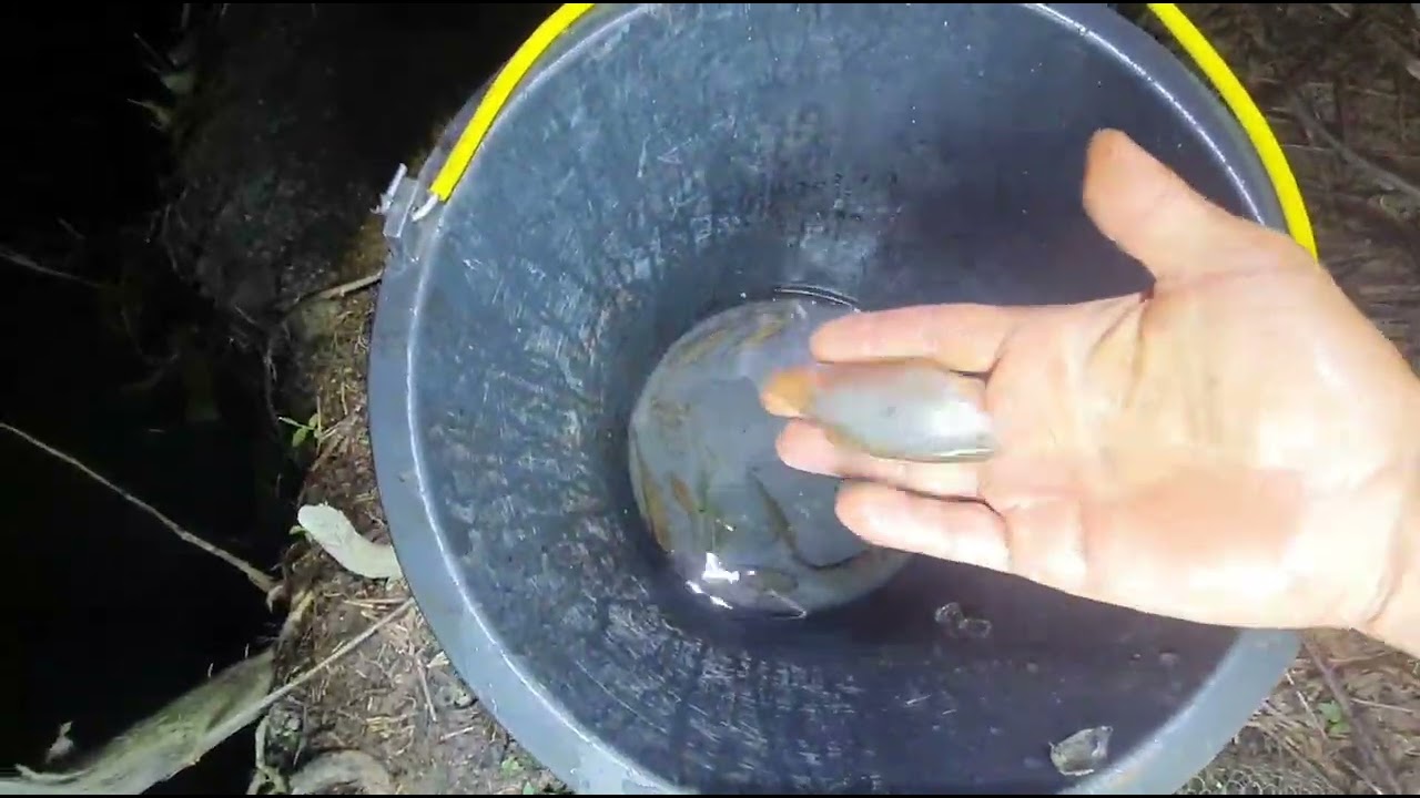 Bermalam hujan Keseruan menankap ikan liar malam hari di kebun kecil