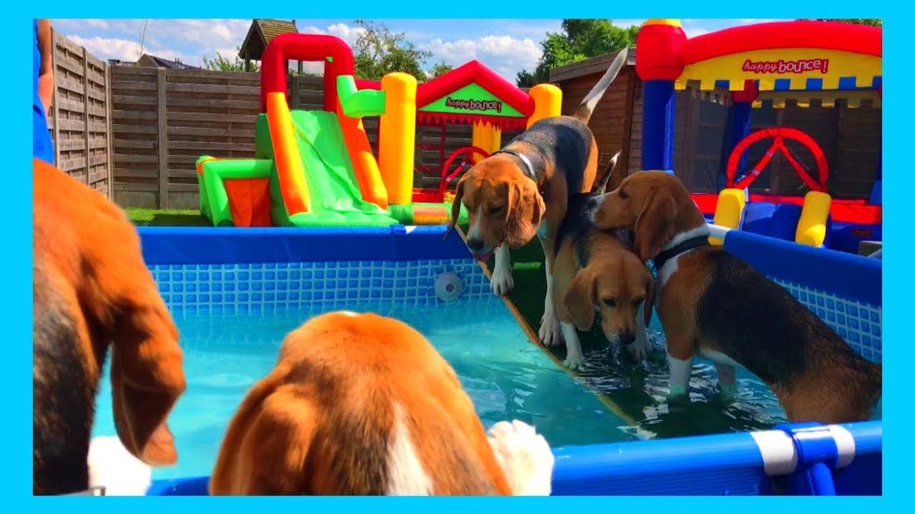 Funny Beagle Dogs Having a Pool and Bounce House Party : Louie The Beagle