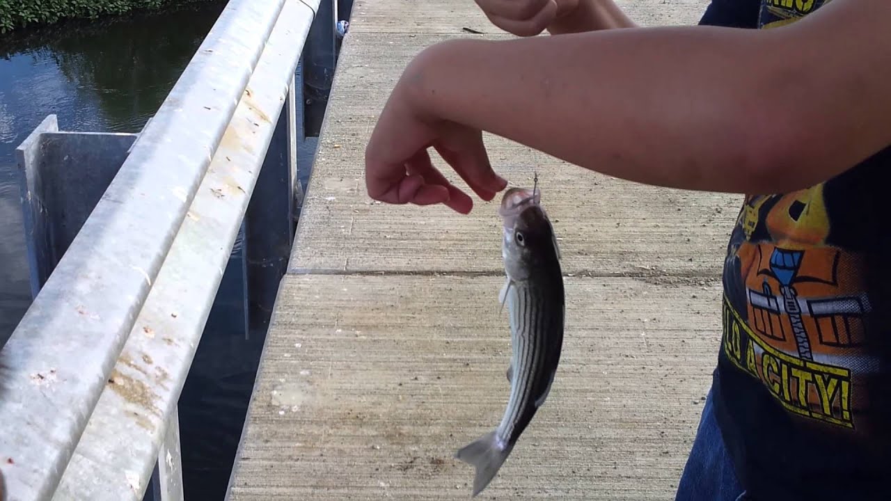 Fishing in firebaugh. Delta Mendota YouTube