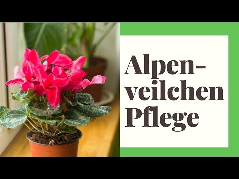 Video: Alpenveilchen zu Hause pflegen