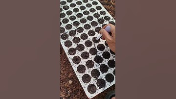 ươm hạt củ cải đỏ. hành trình trồng rau sạch #farming