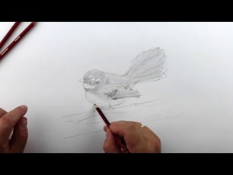 How to paint a realistic fantail. Part 6 - Tone the bird