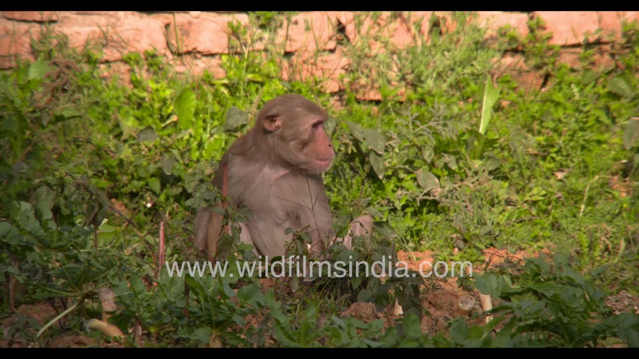 Rhesus macaque (Monkey) in New Delhi is seen sitting alone on an urban patch, foraging and eating.