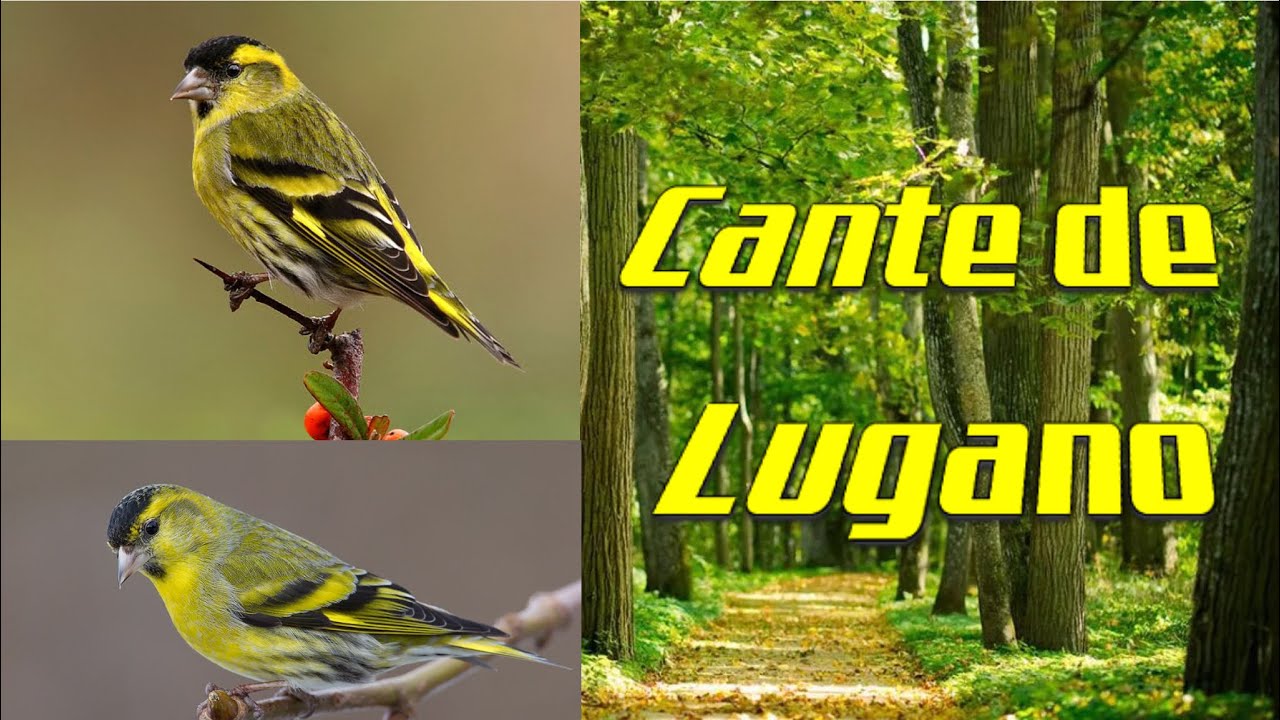 CD Cante de lugano (Original)