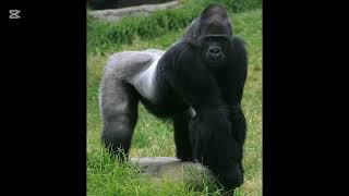My Favorite African Animal Sounds - Western Gorilla